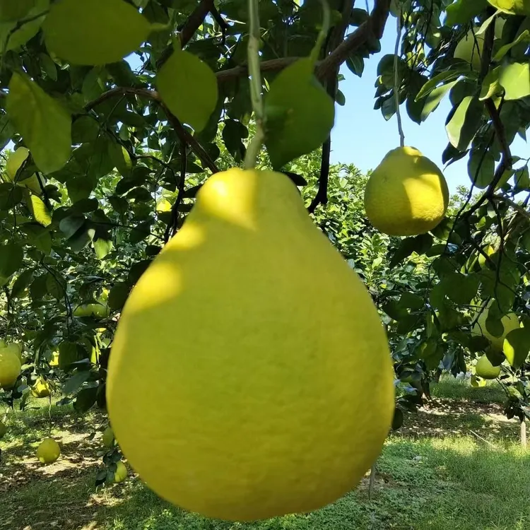 [蜜甜多汁]正宗江永香柚湖南永州特产纯甜沙田柚白心有籽老树香柚