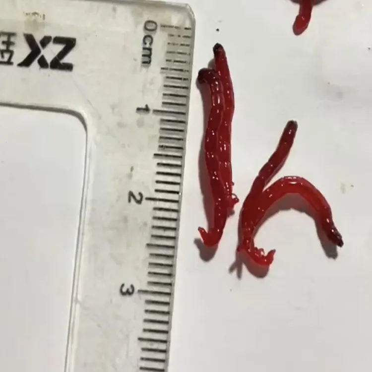 1阿腾挂钩红虫野钓活体活饵钓鲫鱼营养鱼饵鲜活红虫垂钓饵料