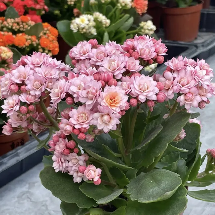 人面桃花长寿带花苞盆栽花卉庭院阳台新手易养护