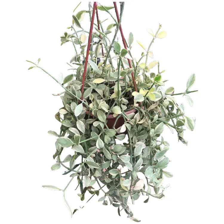 金边翡翠垂吊吊兰盆栽长藤植物净化空气适合室内办公室