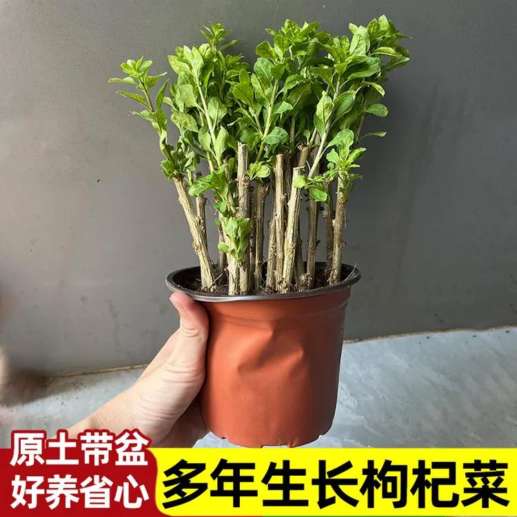 原土带盆 枸杞叶苗菜苗食用枸杞树苗幼儿园盆栽阳台种植蔬菜四季