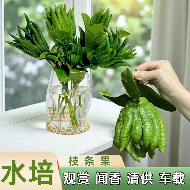 新鲜佛手柑水培佛手果鲜果可食用还能当观赏绿植摆件
