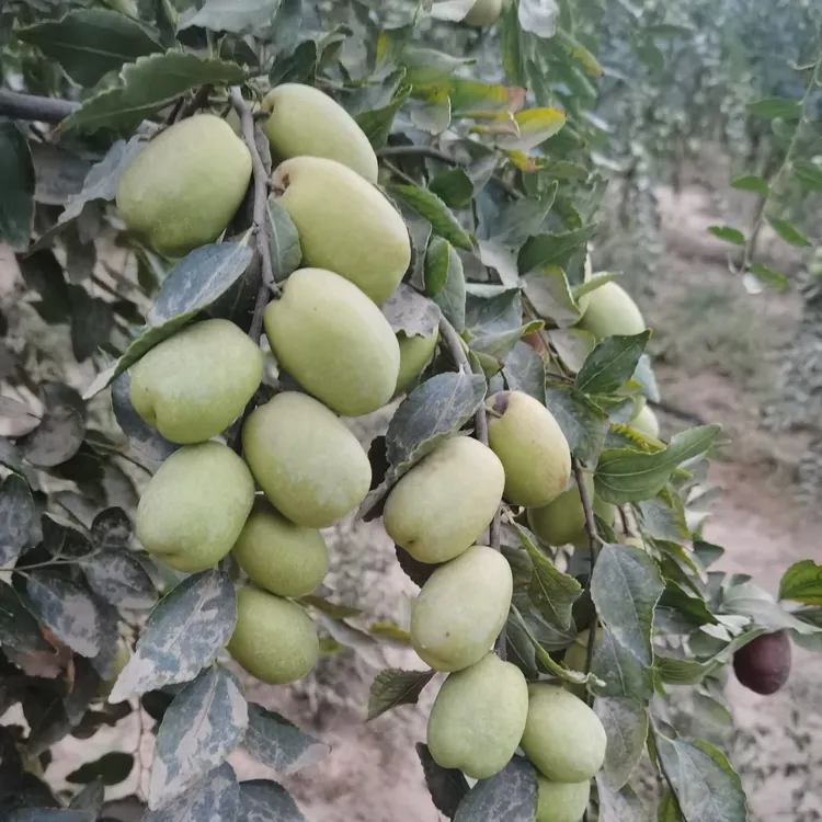 七月鲜枣（树3公分，5公分）