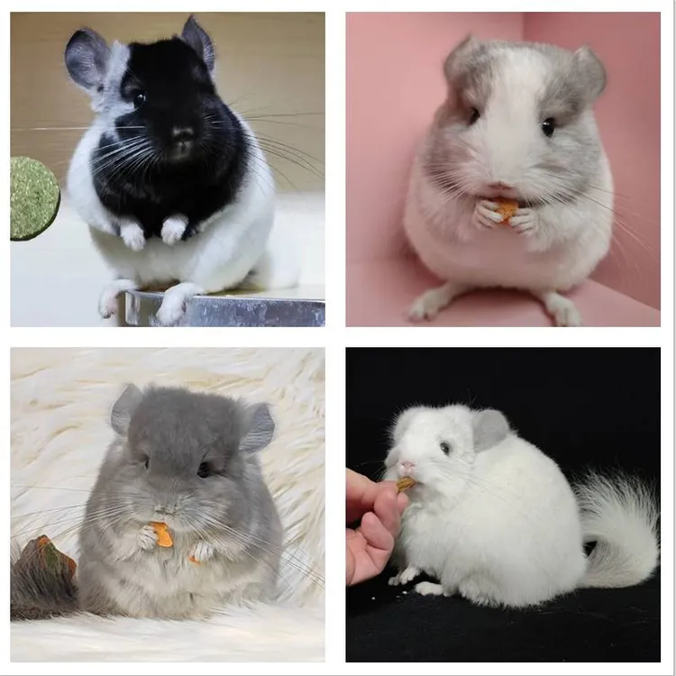 家养精品龙猫宠物长毛龙猫携长拍下联系客服1鼠1拍