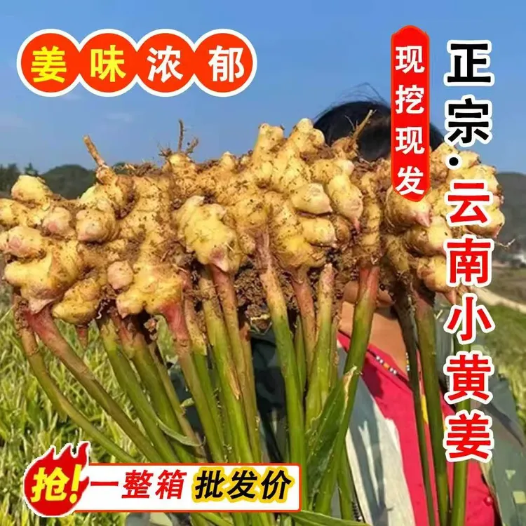 【正宗云南小黄姜】高山新鲜现挖山地种植浓郁辛辣够味土生姜老姜