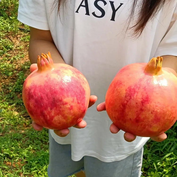 四川会理突尼斯软籽石榴礼品装