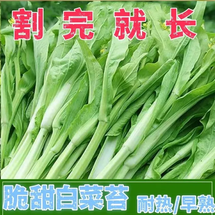 2025新种白菜苔种子种籽菜种苔菜四季菜苔蔬菜孑阳台小院种植耐寒