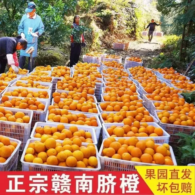现摘正宗赣南脐橙新鲜应季水果产地直发香甜多汁