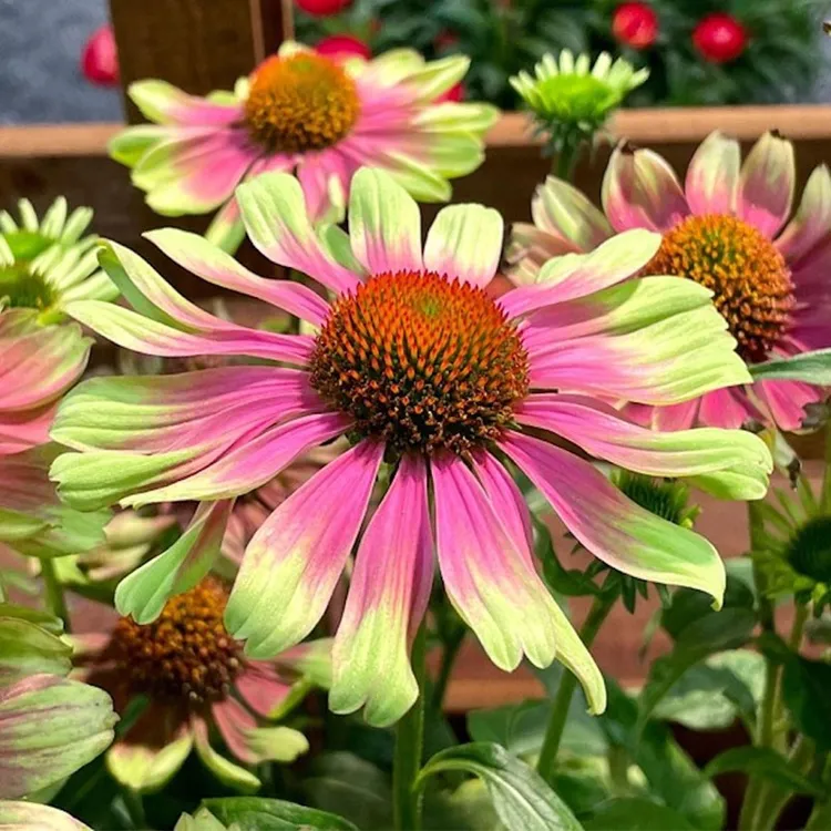 逸棵2株松果菊花苗四季种开花多年生阳台庭院花园花卉栽植种花