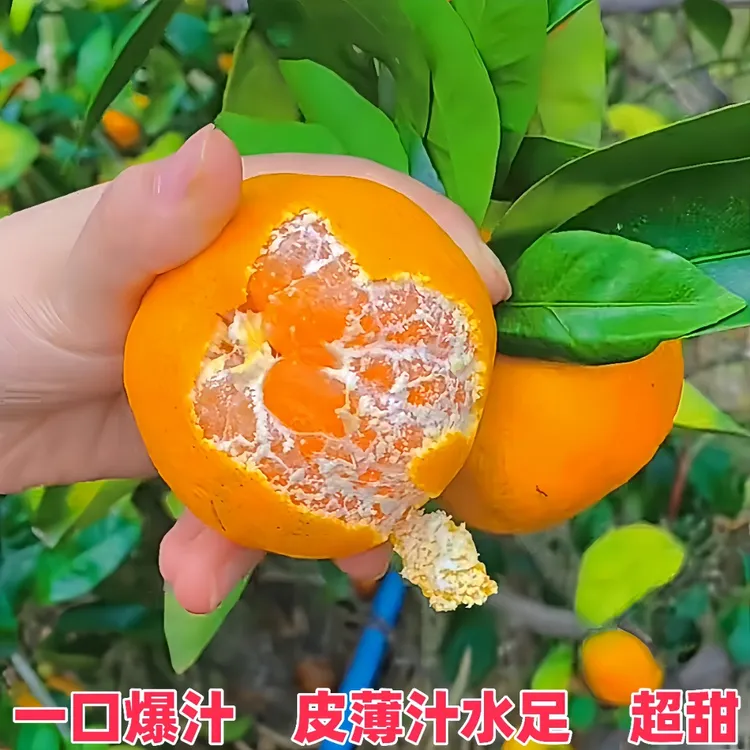 浙江正宗临海涌泉蜜桔橘子新鲜桔子10斤薄皮蜜橘现摘现发