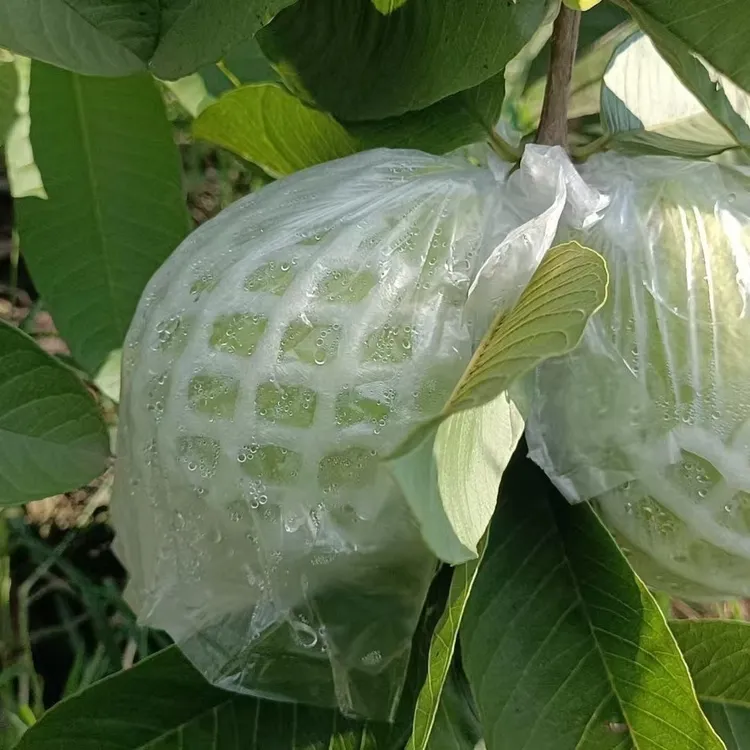 湛江廉江核心产区新鲜采摘低糖低卡脆甜白心芭乐水果