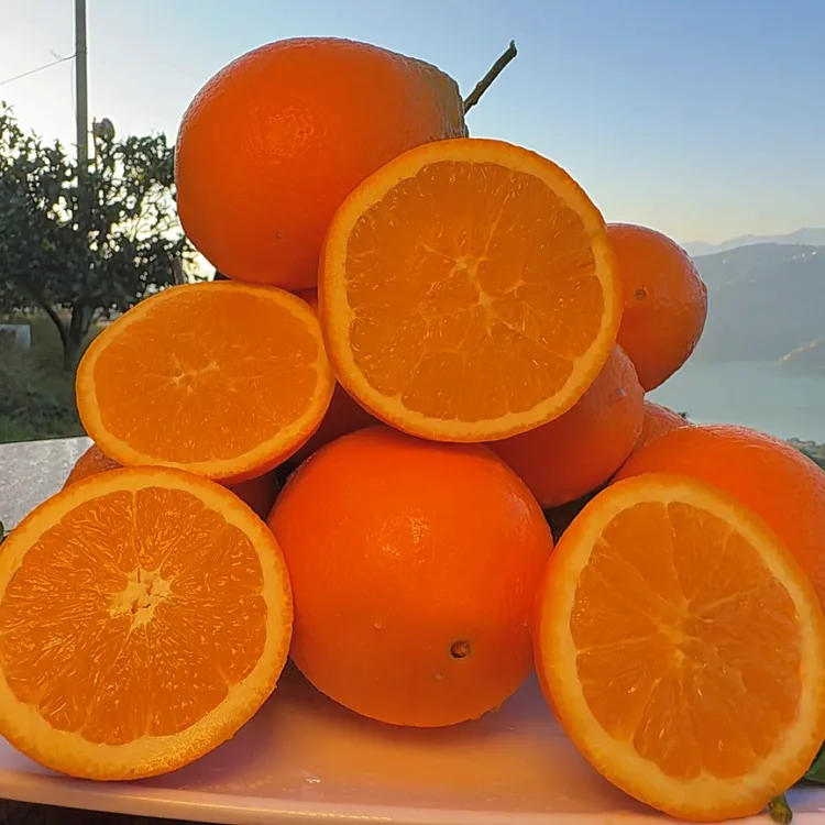 正宗重庆奉节脐橙爽口爆汁橙新鲜现摘产地直发包邮到家