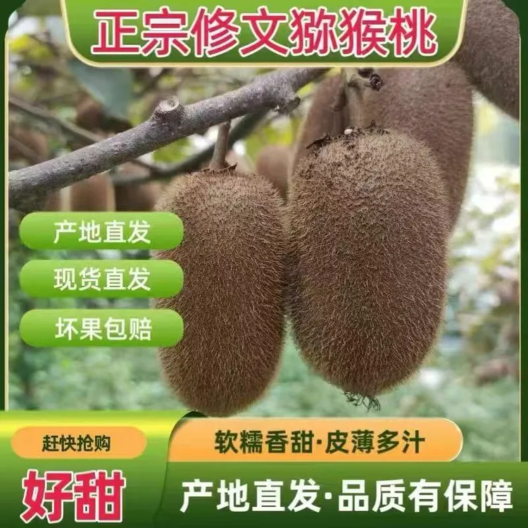【现摘现发】正宗修文猕猴桃当季新鲜水果奇异果肉厚味甜