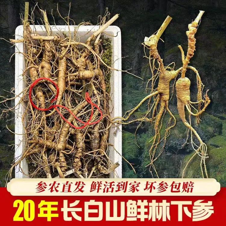 鲜人参长白山鲜林下参野山参新鲜籽参20年整枝老参新鲜参泡酒煲汤