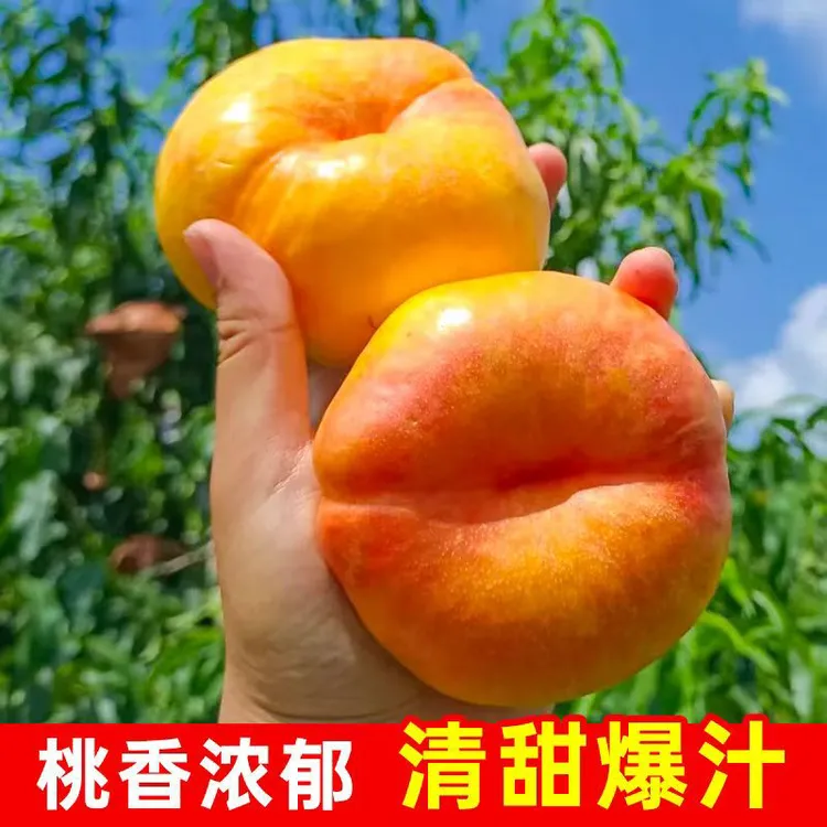 曼花卿桃树苗盆栽地栽南北方种植