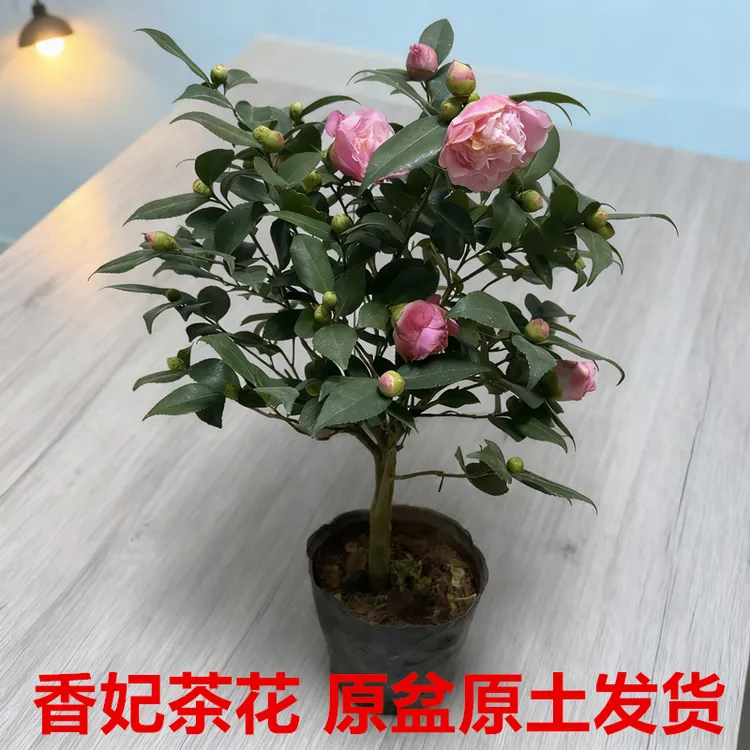 带花苞山茶花香妃茶花树苗