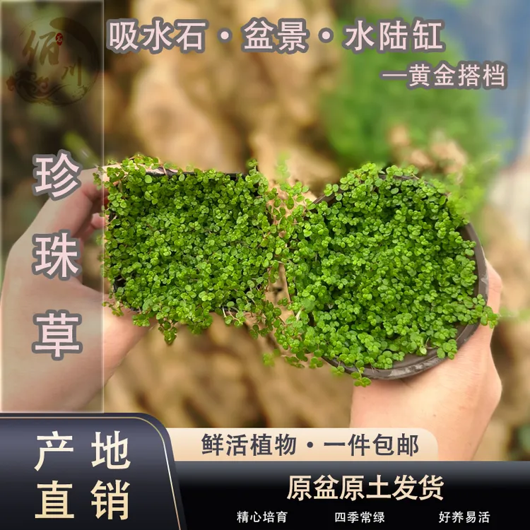 水上珍珠草吸水石室内植物攀爬生长四季常青生态微景观苔藓铺面