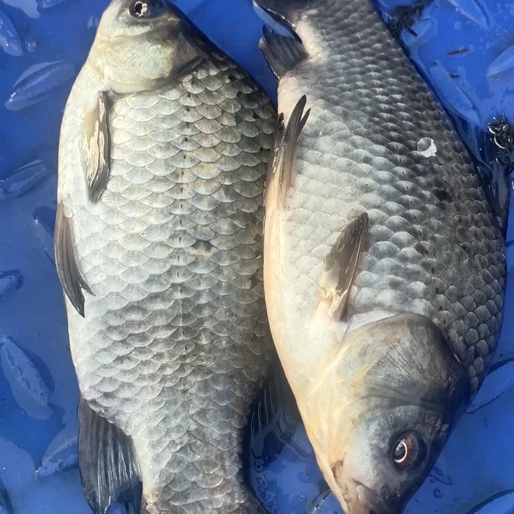 乌苏里江冷水鲫鱼保鲜不保活
