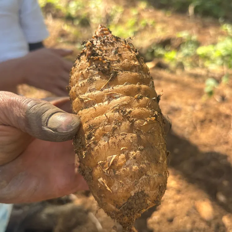 贵州仿野生鲜天麻【高海拔仿野生鲜天麻】炖鸡炖鸭