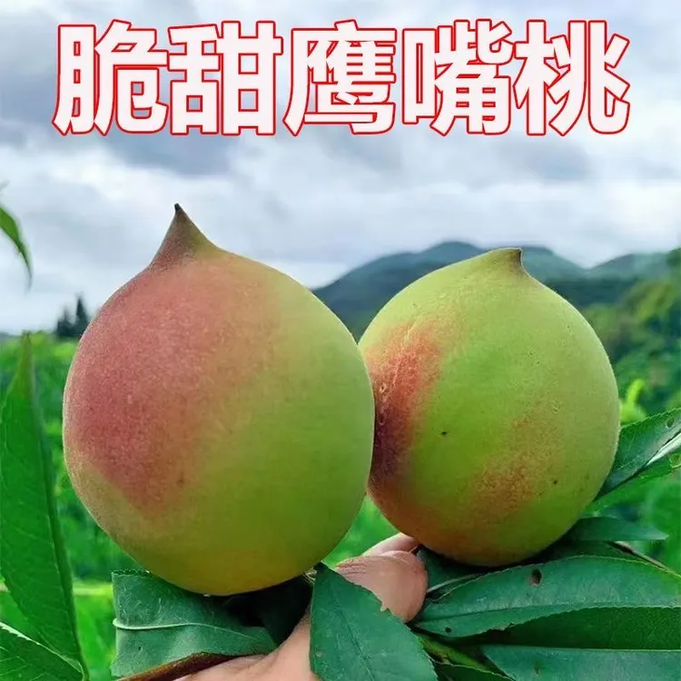 （顺丰包邮）鹰嘴桃新鲜现摘现发赣南蜜桃脆甜爽口非连平鹰嘴水蜜桃