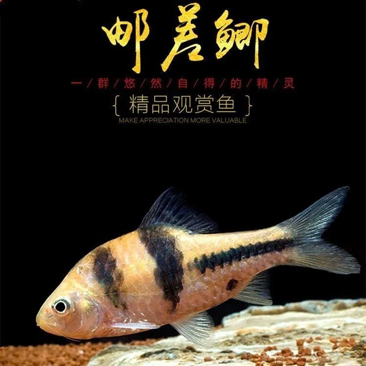 邮差鲫鱼钻石彩虹鲫鱼原生冷水观赏鱼淡水鱼樱桃鲫鱼邮票鲫活体鱼
