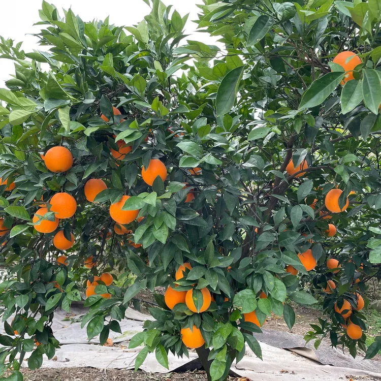 湖南石门纽荷尔脐橙当季新鲜采摘手剥甜橙子长红水果香甜细腻化渣