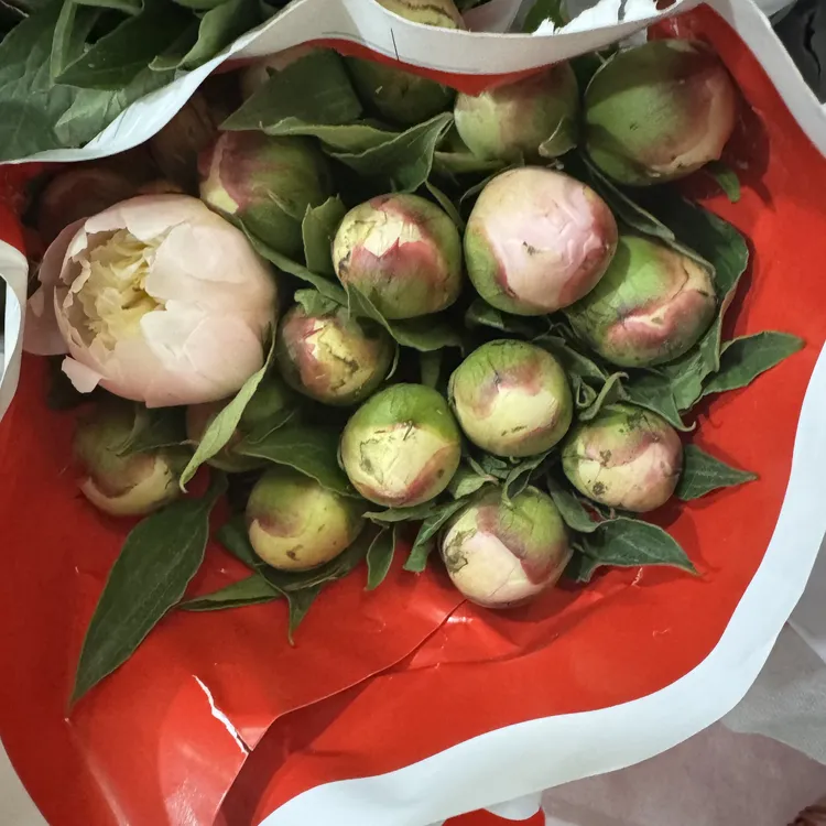 西藏包邮绿源鲜花包邮·芍药