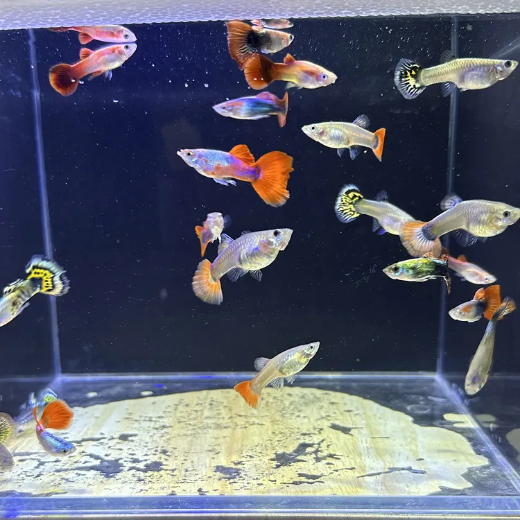 疯狂生崽孔雀鱼胎生鱼热带观赏鱼水族活体爆缸神器