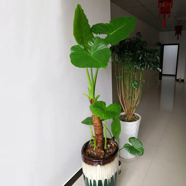 滴水观音盆栽吸除甲醇室内四季绿色植物净化空气大叶霸王芋盆景