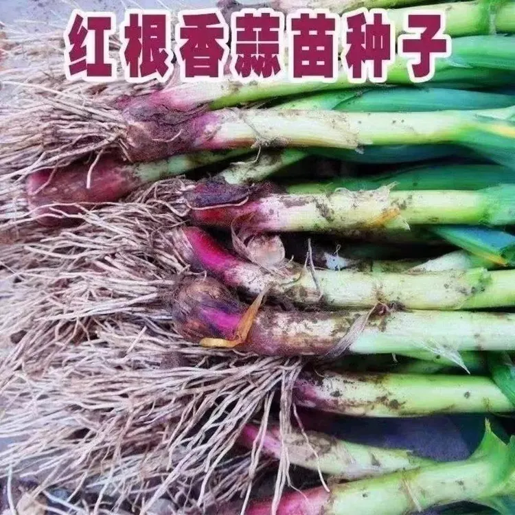 【四季宽叶蒜苗种子】一年四季硬叶紫皮蒜苗种子红头蒜头大蒜