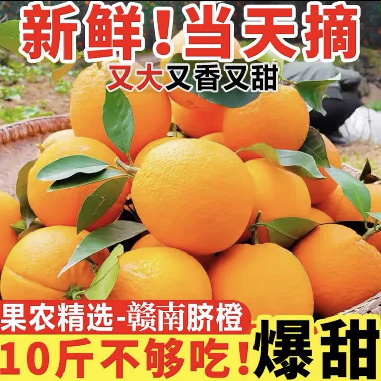正宗赣南脐橙现摘现发自家果园脐橙10斤/20斤装新鲜脐橙原产地