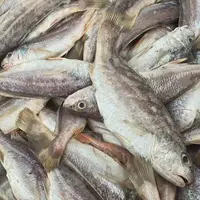 【到手6包】新鲜捕捞东海白眉鱼（银姑鱼），推荐油炸超好吃！超鲜美！
