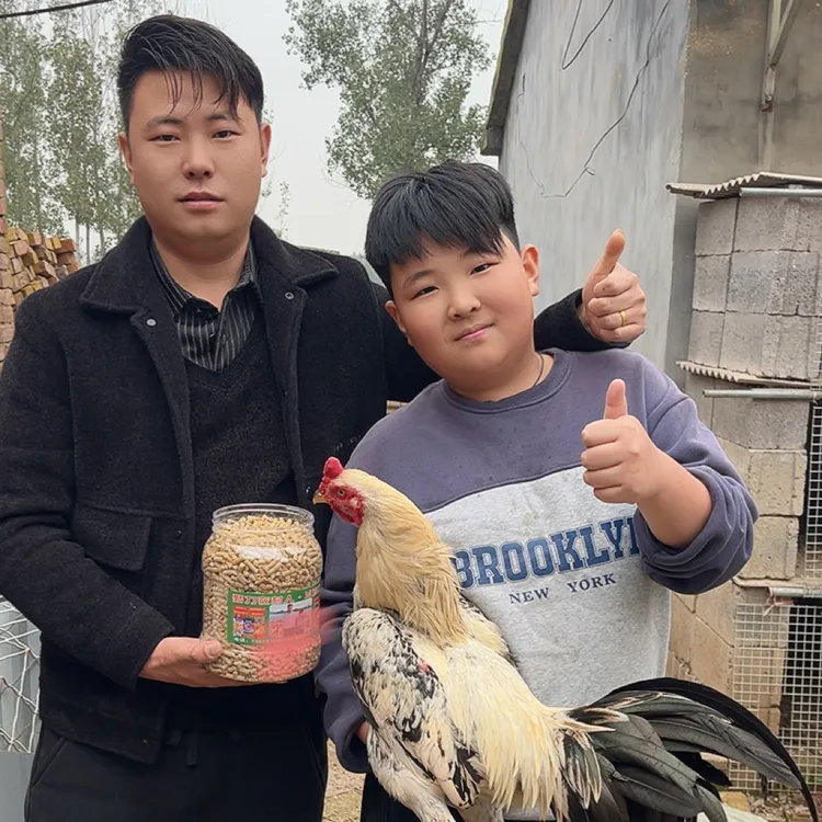 努力农村人斗鸡打料，提性增旺，增强爆发力，提高后盘耐力