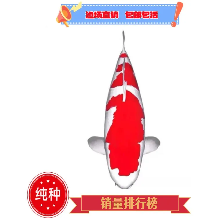 精品日本纯种红白锦鲤板井大日风水冷水淡大型招财高端观赏鱼好养