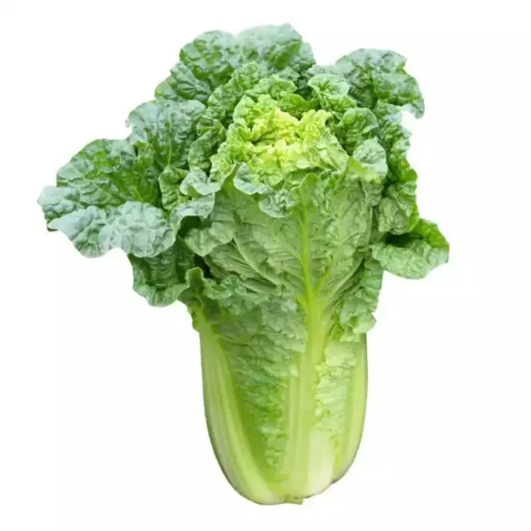 【白菜】贵州麻叶菜现摘现发保鲜发货农家菜
