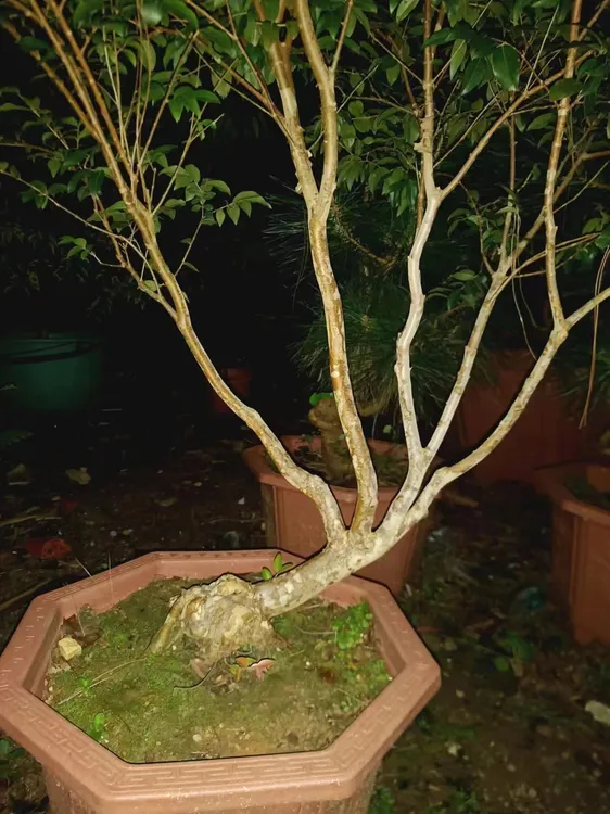 绿植直播间一物一拍专用链接
