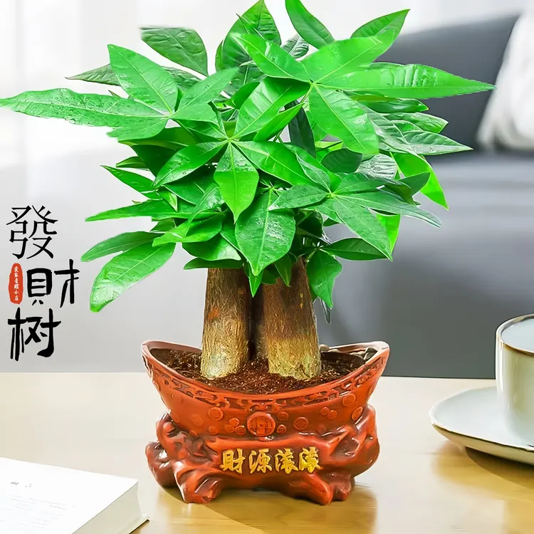 发财树盆栽客厅发财树室内盆栽植物好养活的绿植办公室桌面小盆栽
