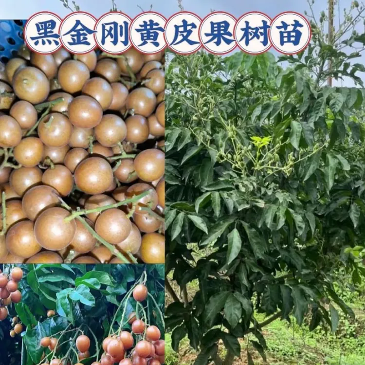 黄皮果树苗 黑金刚 贵妃 紫肉 无籽 冰糖 可盆栽可地栽庭院种植