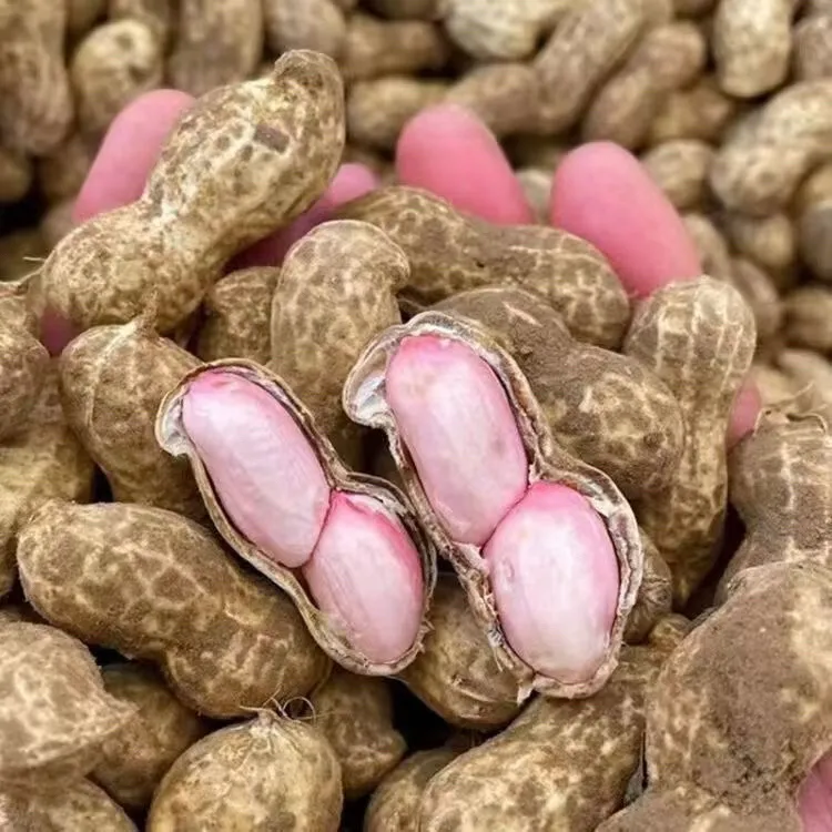 河南新鲜花生粉皮带壳湿花生人工手挑现挖现发农家自种粉皮鲜花生