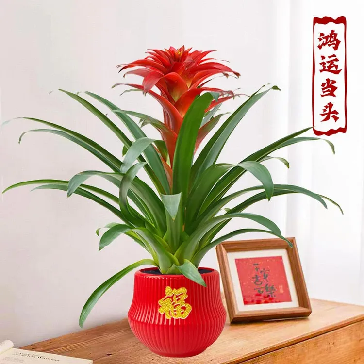 【鸿运当头】年宵花大红星红色室内客厅桌面绿植可四季开花凤梨鲜