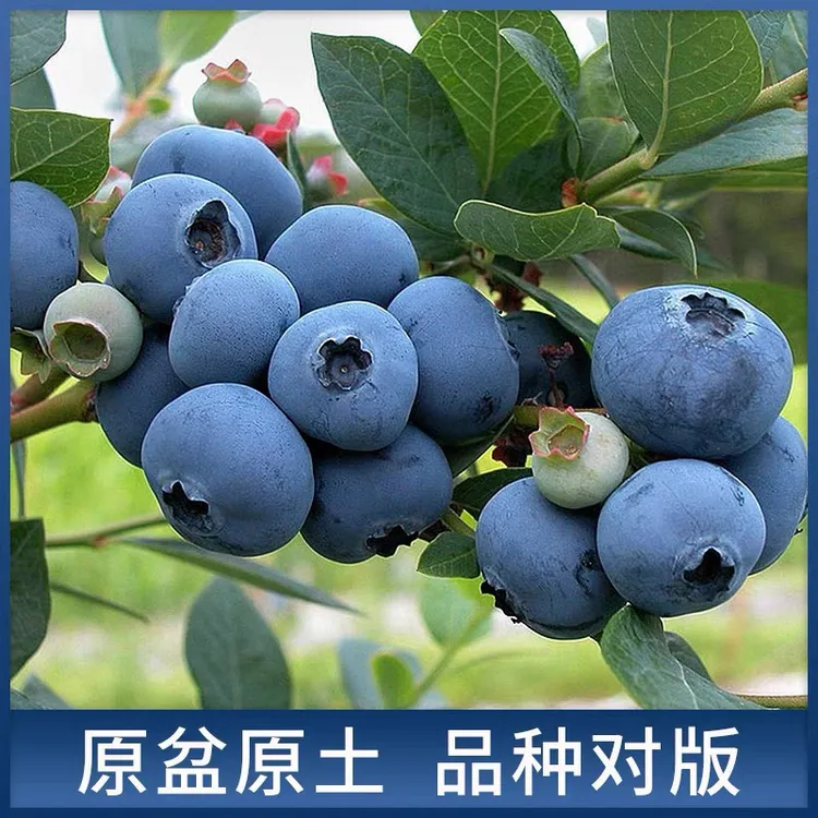 蓝莓树果苗盆栽阳台种植水果南北方追雪一号莱宝