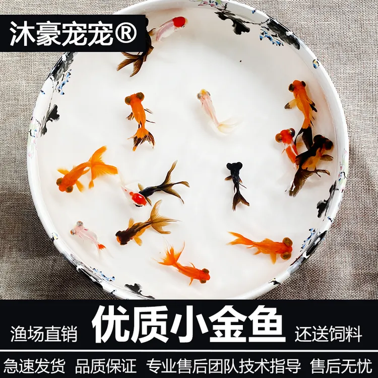 穗小二【小金鱼】观赏鱼冷水鱼淡水鱼蝶尾大眼睛龙睛狮头金鱼大尾