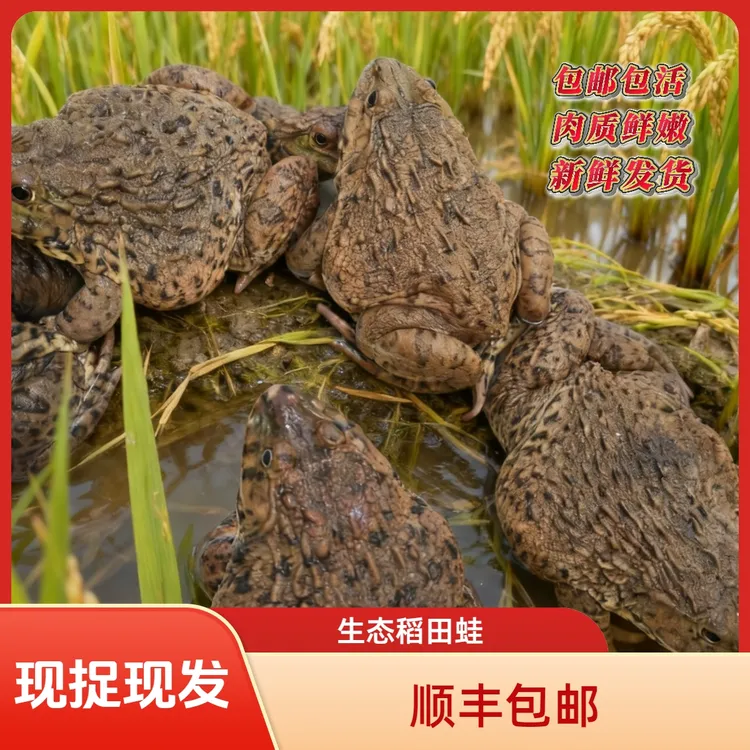 【半斤左右大蛙】顺丰包邮生态稻田散养田鸡麻拐产地直销现捉稻田蛙