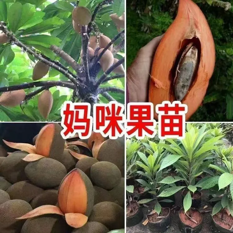 新品种马加纳妈咪果树苗南北方种植室内盆栽庭院种植果苗正宗