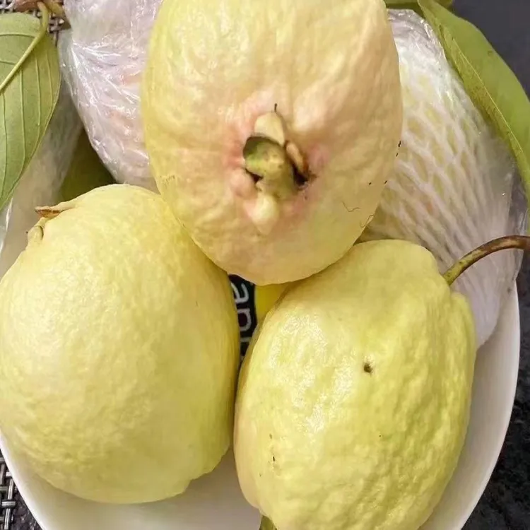 正宗奶油芭乐软糯软心番石榴产地现摘直发清甜白心芭乐果