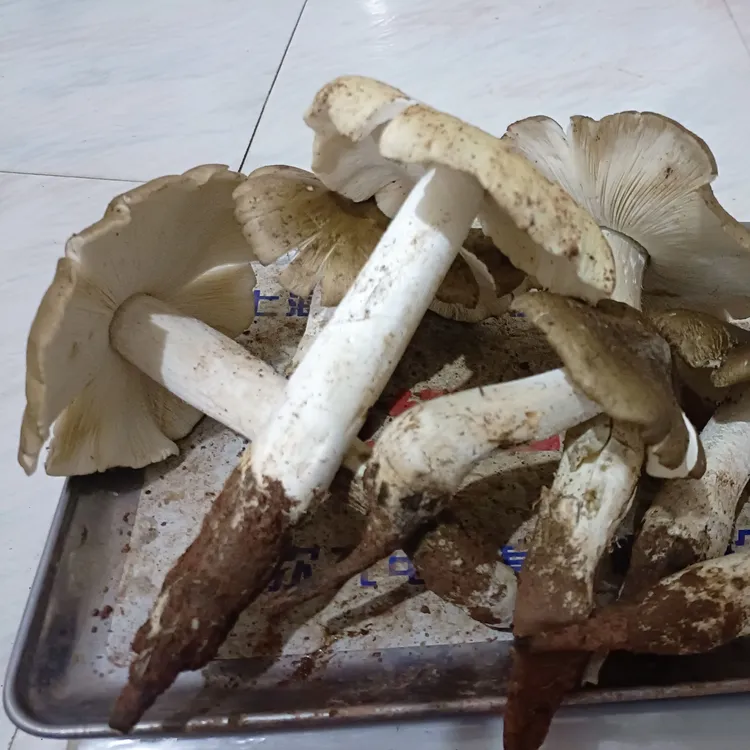 精选四川鸡枞菌又名斗鸡菇三把菇白蚁菇天然野生菌菇（顺丰包邮）