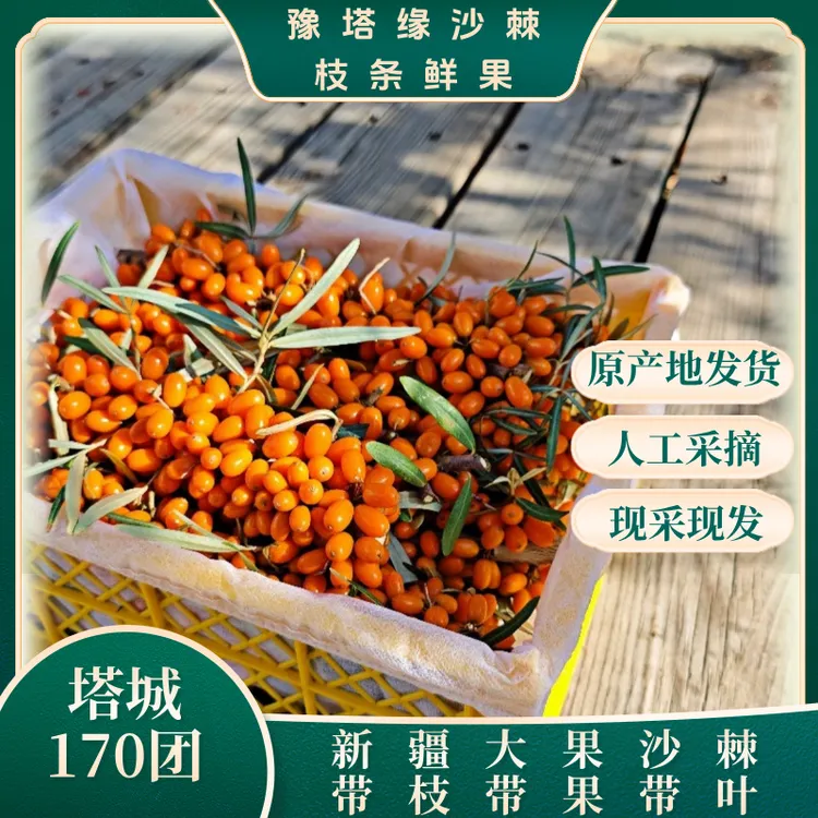 【有机食品】沙棘鲜果3斤装 新疆头茬 特产尝鲜