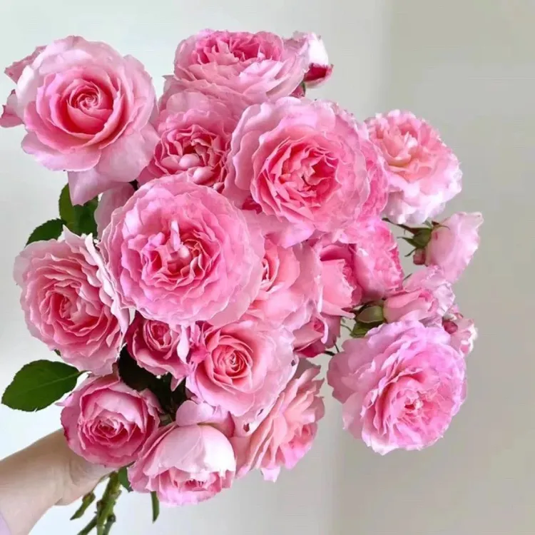 【海神王】灌木阳台好养丰花多季节重复开花多花苞月季苗中苗