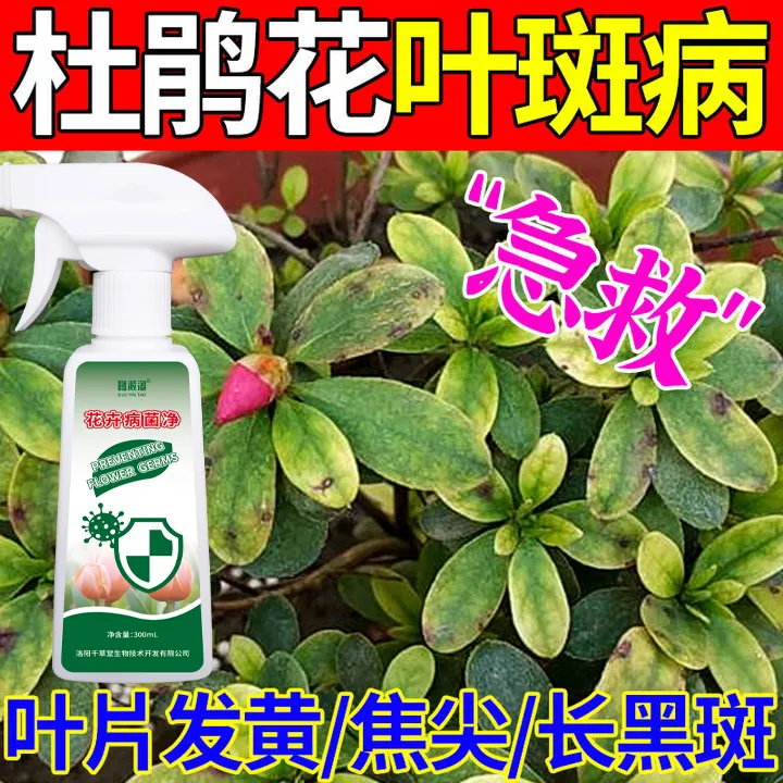 杜鹃花叶斑病专用肥料黑斑病褐斑白粉病烂根灰霉病通用专用营养液