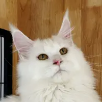 来了姊妹-纯白缅因猫-弟弟-01